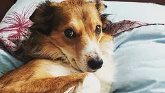 Ako zistiť, že vám váš pes nedôveruje: tri návyky, ktoré považujete za poslušnosť