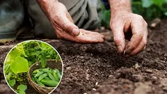 Čo pestovať vedľa uhoriek: nečakaný sused, ktorý zdvojnásobí vašu úrodu