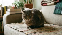 7 varovných signálov, že vaša mačka má niečo bolí