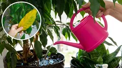 Prečo vaše izbové rastliny vädnú? Ako sa vyhnúť chybám pri zalievaní.