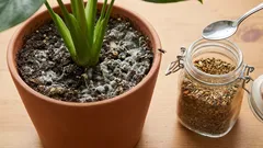 V pôde pre črepníkové rastliny sa objavila pleseň alebo sa v nej hemžia muchy? Korenie môže pomôcť.