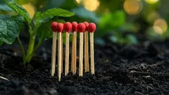 Prečo spaľovať zápalky na uhorkovom záhone: podivný rituál, ktorý chráni pred múčnatkou