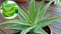 Domáce aloe vera: tajomstvo jeho prospešných vlastností a krásy, ktoré prehliadate.