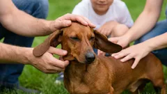 Taxík: prečo tento výnimočný pes si získa srdcia celej rodiny